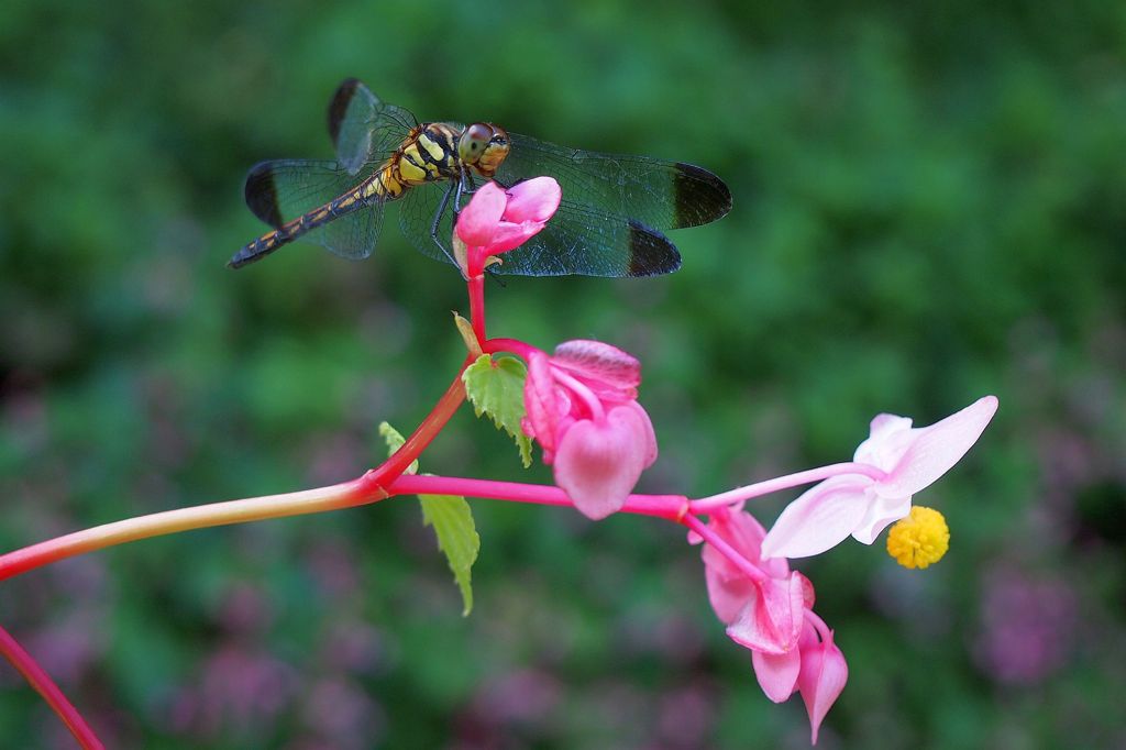 taking a rest on a flower