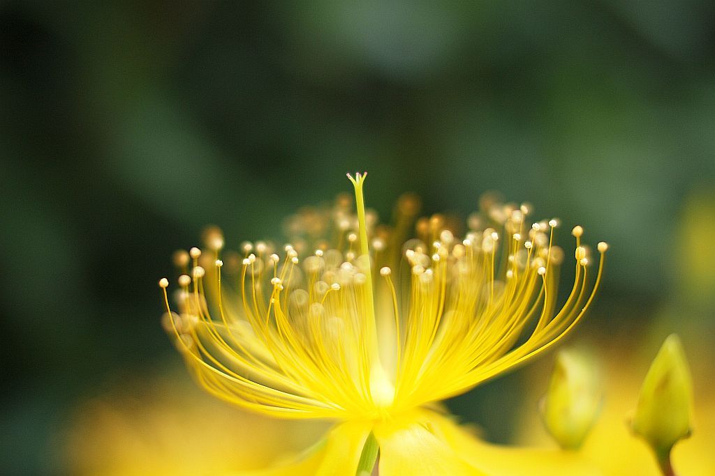 hypericum