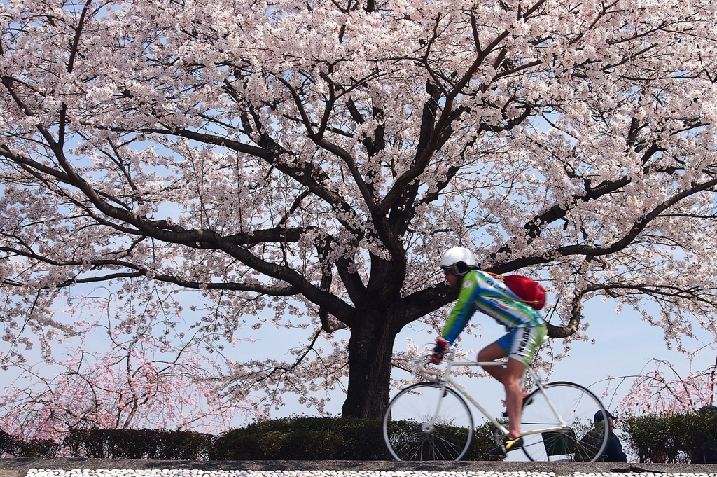 cyclist