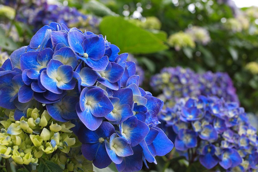 紫陽花