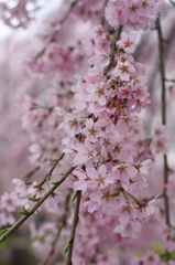 やっぱり、桜!!　Part-1