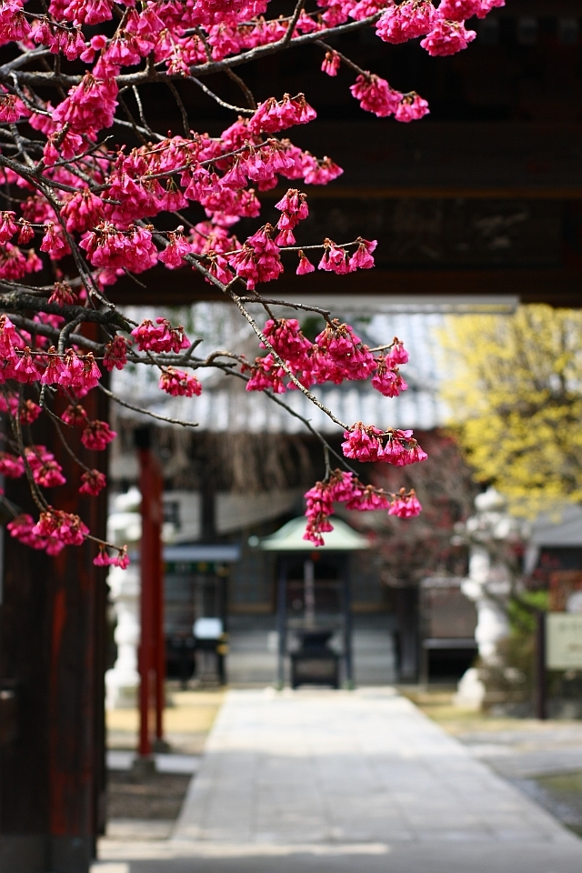 門前に咲く　　（寒緋桜）