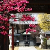 門前に咲く　　（寒緋桜）