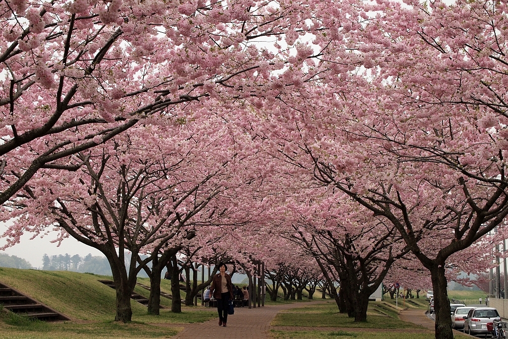 桜回廊