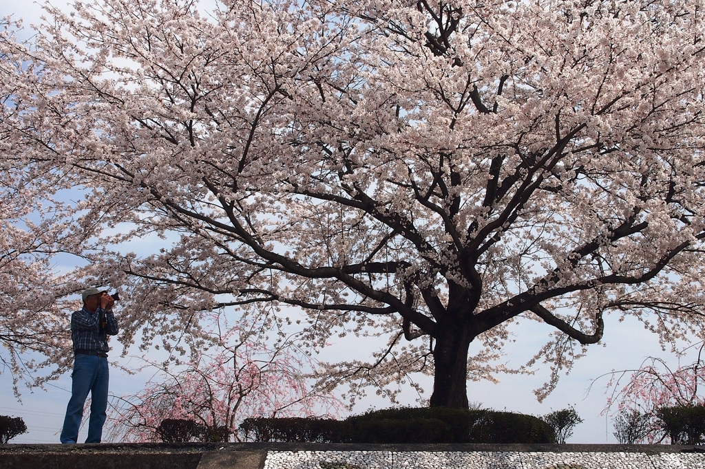 桜を撮る人