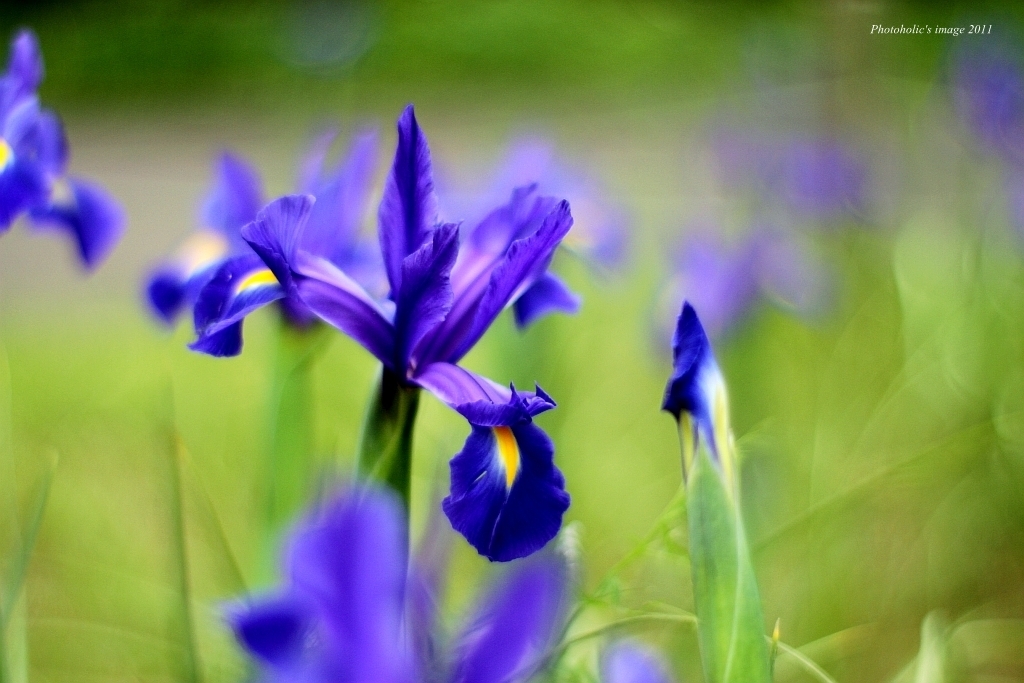 Dutch Iris, Blue Ribbon
