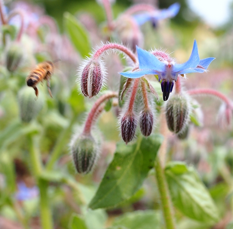 Borage