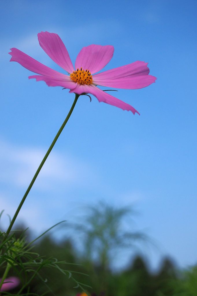 a cosmos under blue sky