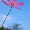 a cosmos under blue sky