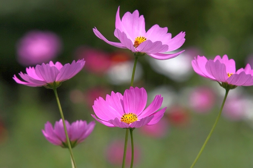 Ｃｏｓｍｏｓ