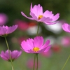 Ｃｏｓｍｏｓ