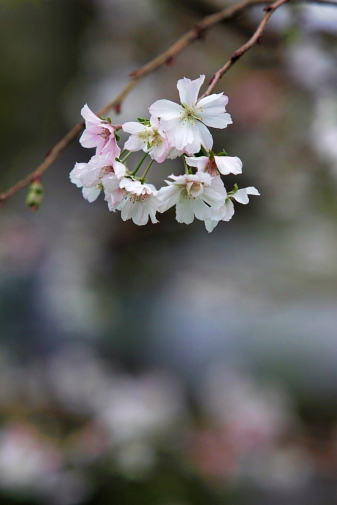 Unseasonable cherry blossoms