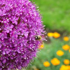 Allium