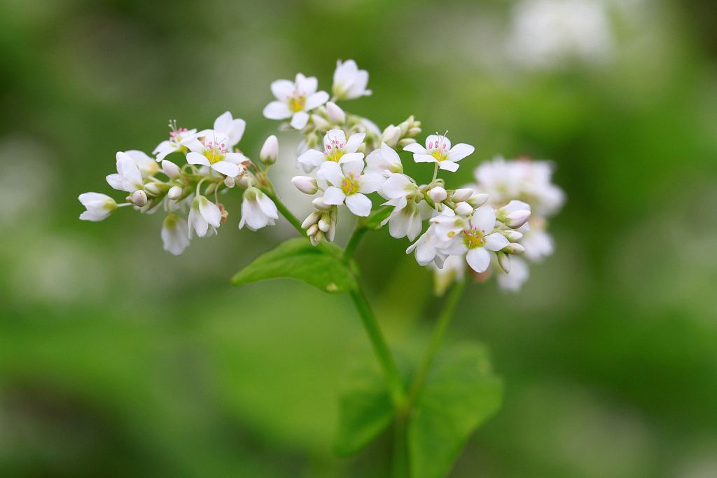 ソバの花　２