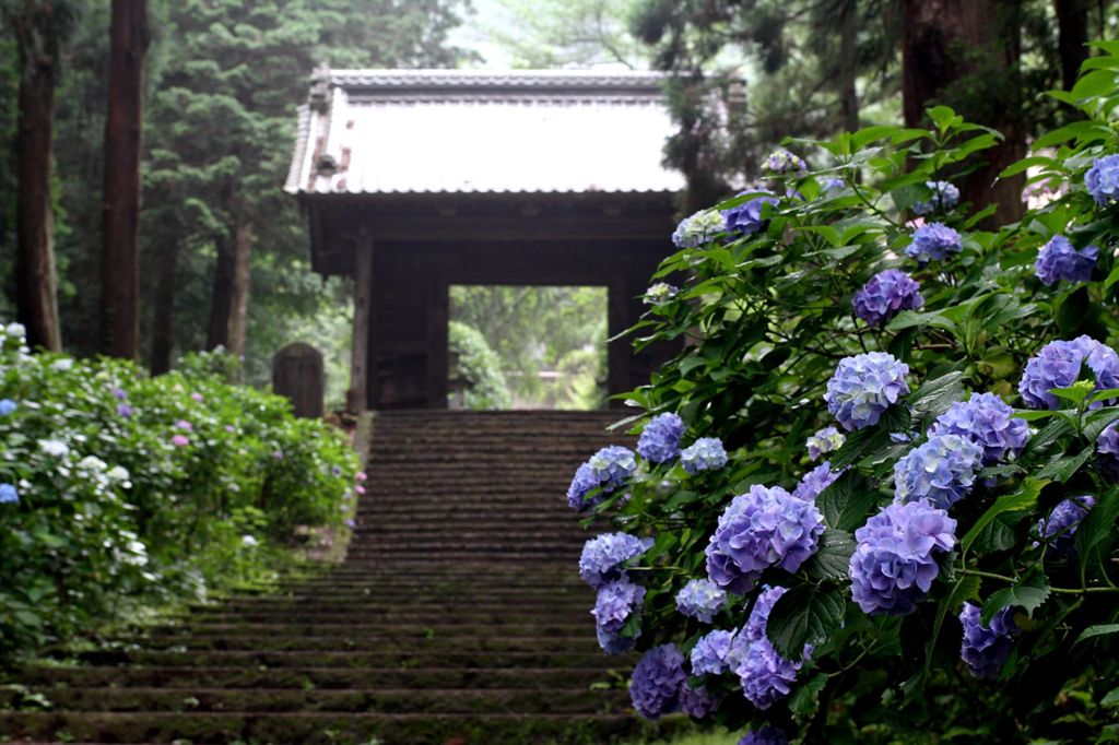 参道の紫陽花