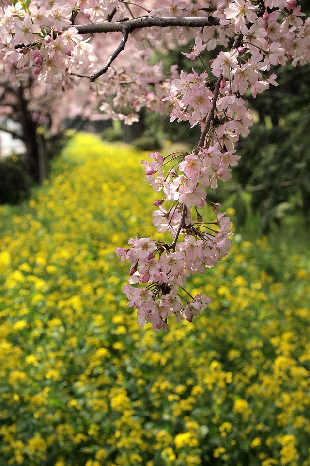 思川桜