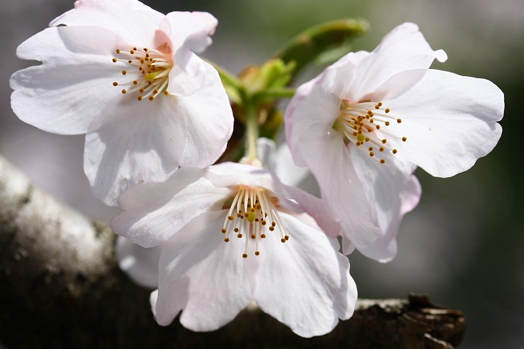 やっぱり、桜!!  Part-3