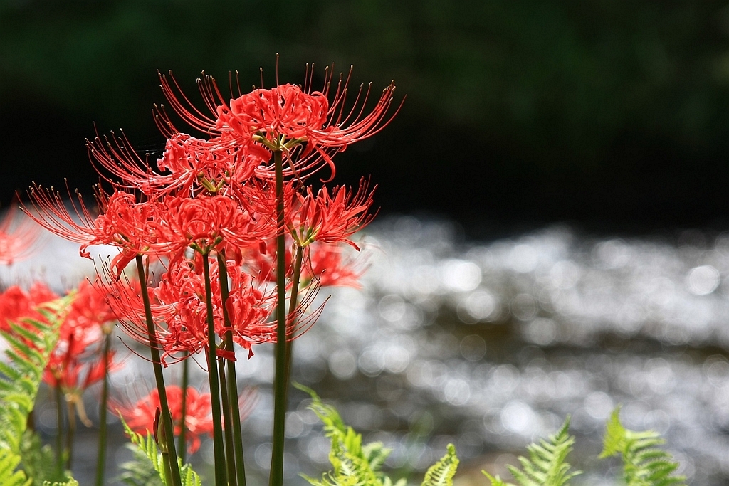 Spider Lily Part-2