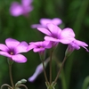 紫傍食と言う名の花