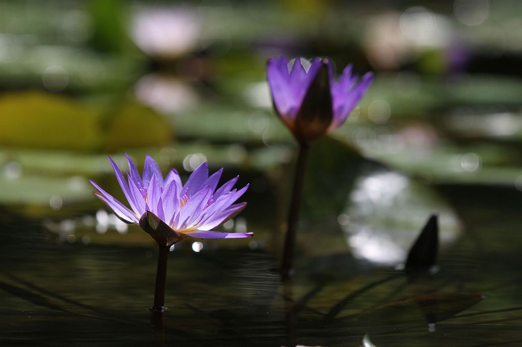 Tropical Water Lily