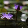 Tropical Water Lily