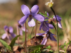 viola in bloom