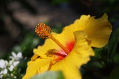 Yellow Hibiscus