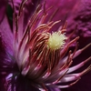 clematis