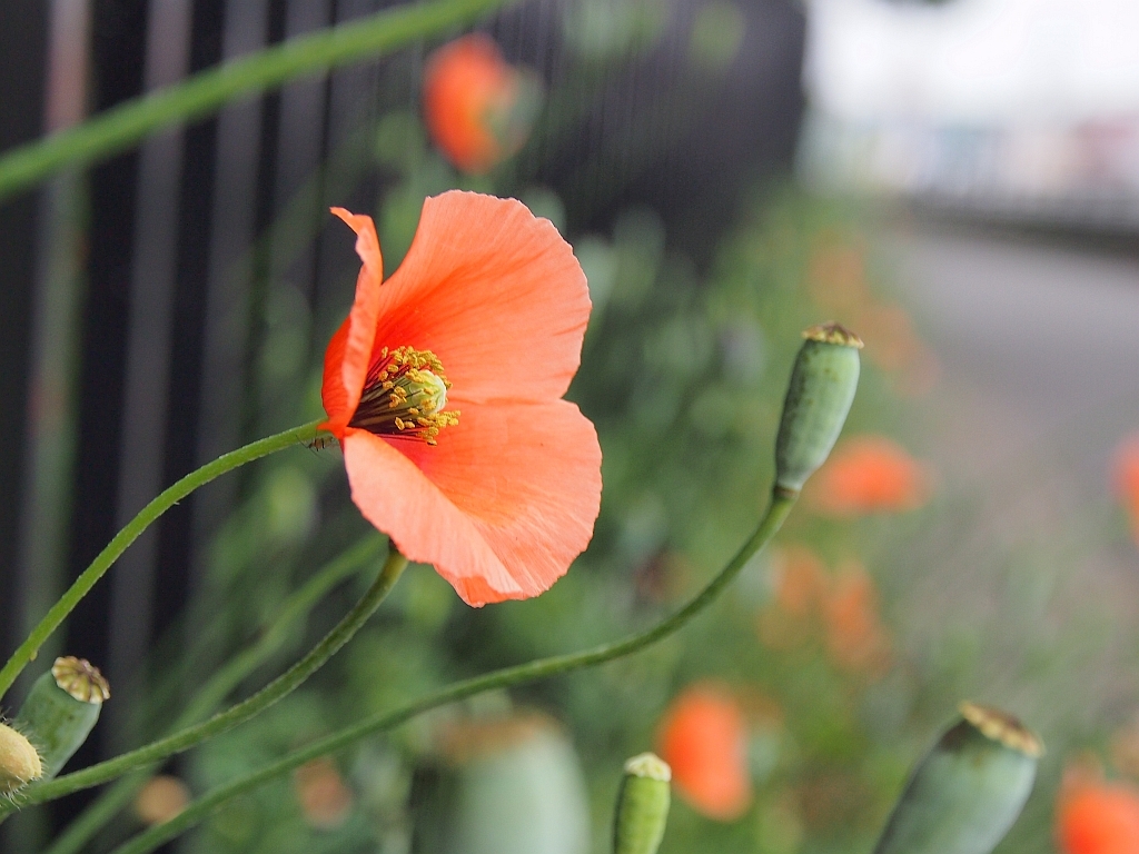 路傍の花