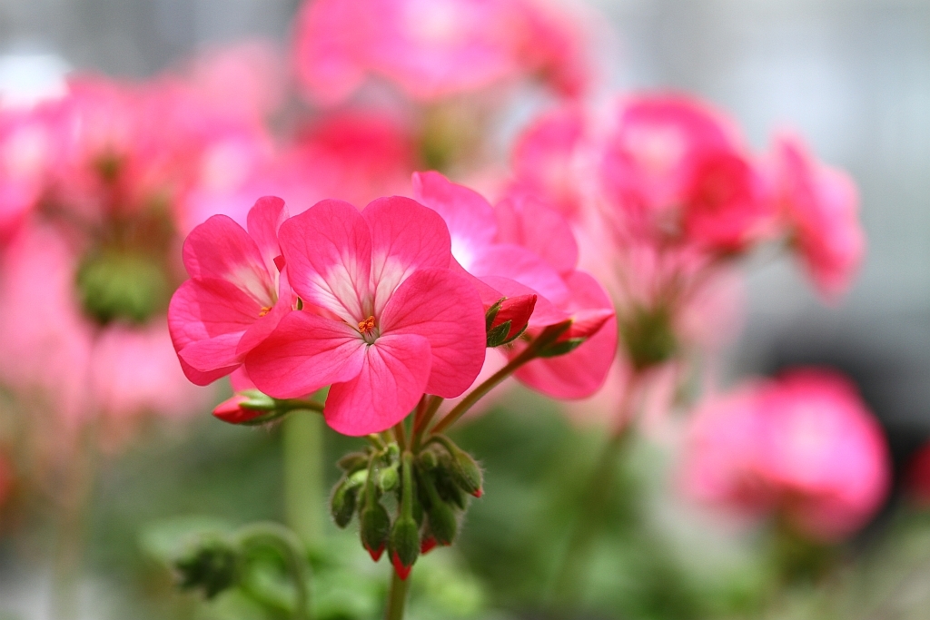 花の名前？