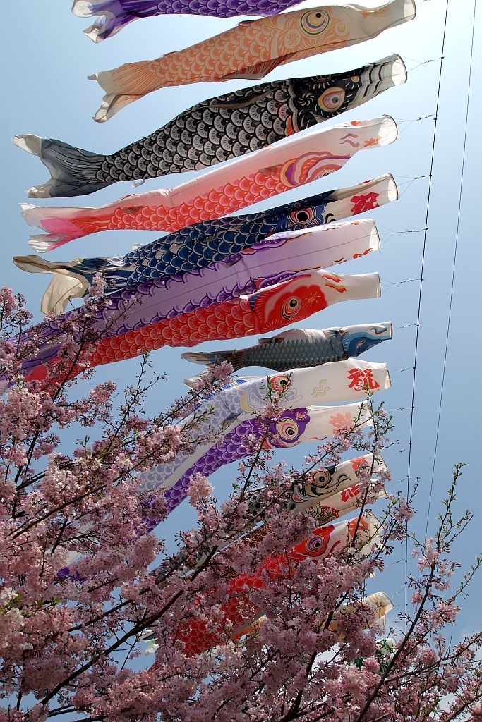 桜の上を泳ぐ