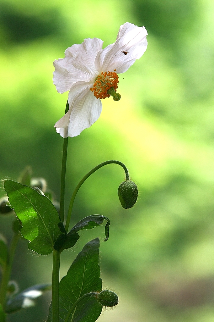 Himalayan White Poppy