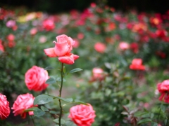 薔薇の園