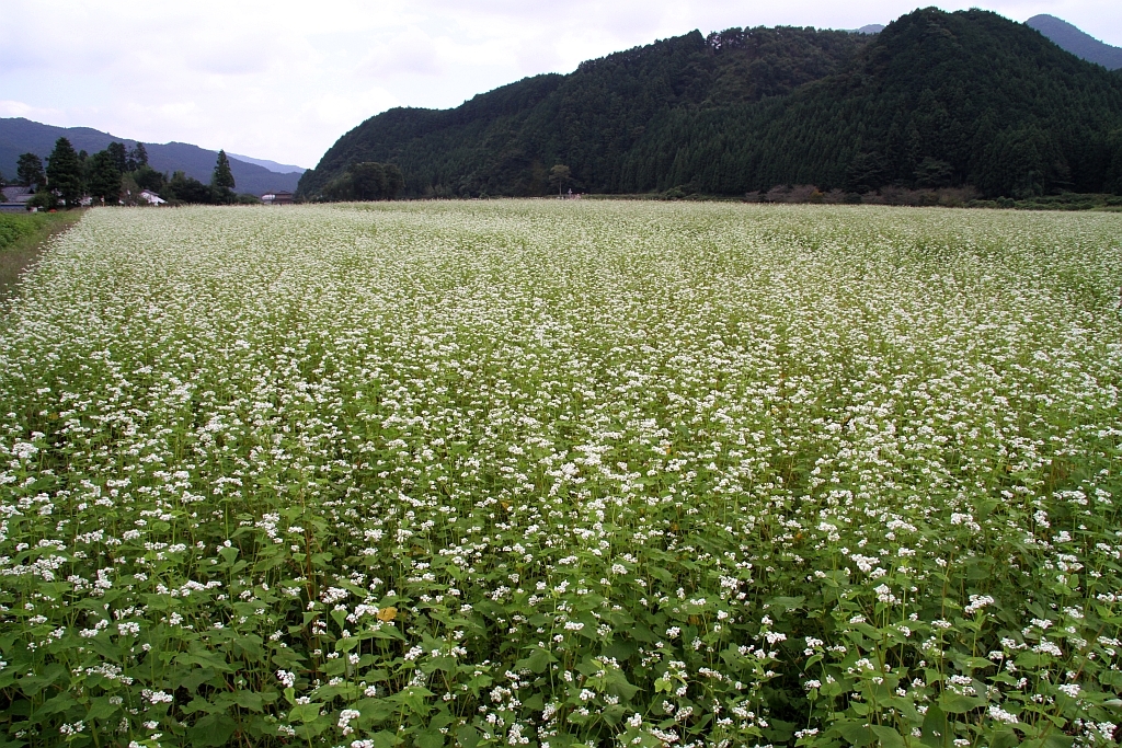 ソバの花咲く里山の風景