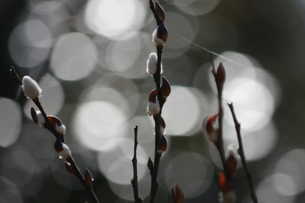 Calling for spring　-Leaf buds with bokeh