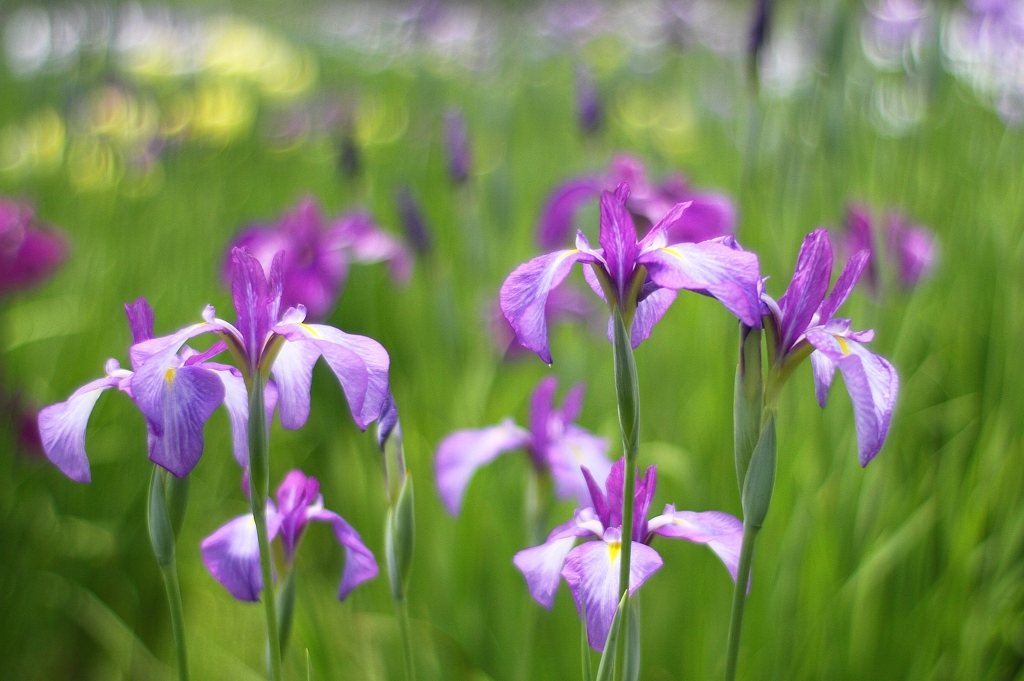 花菖蒲