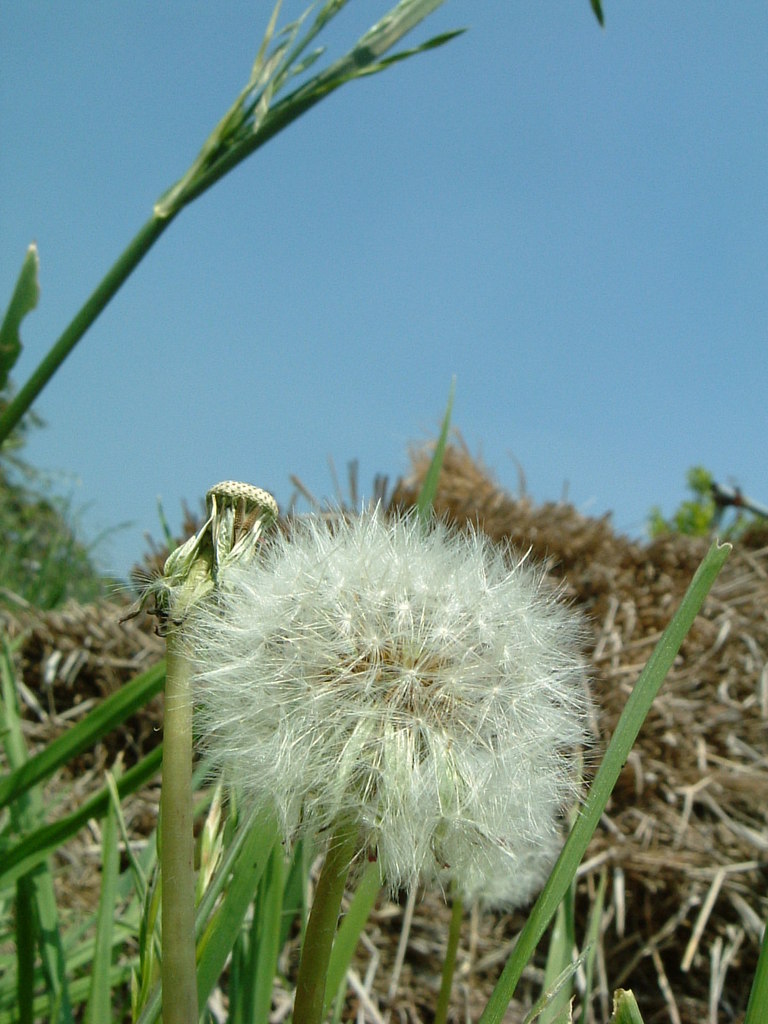 タンポポ