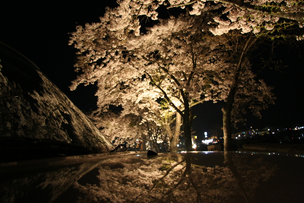 三面桜