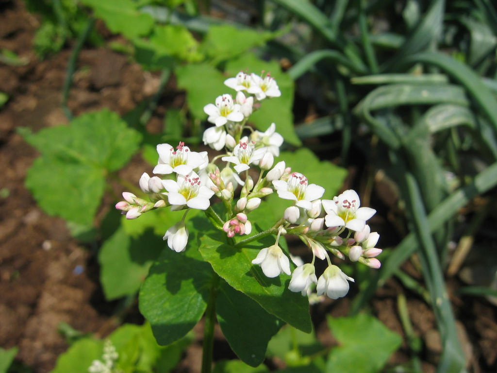 蕎麦の花