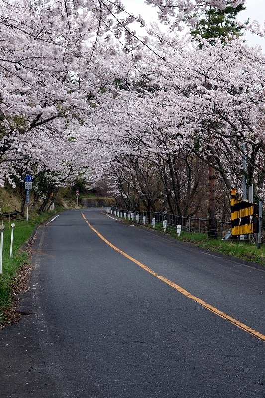 桜のトンネル