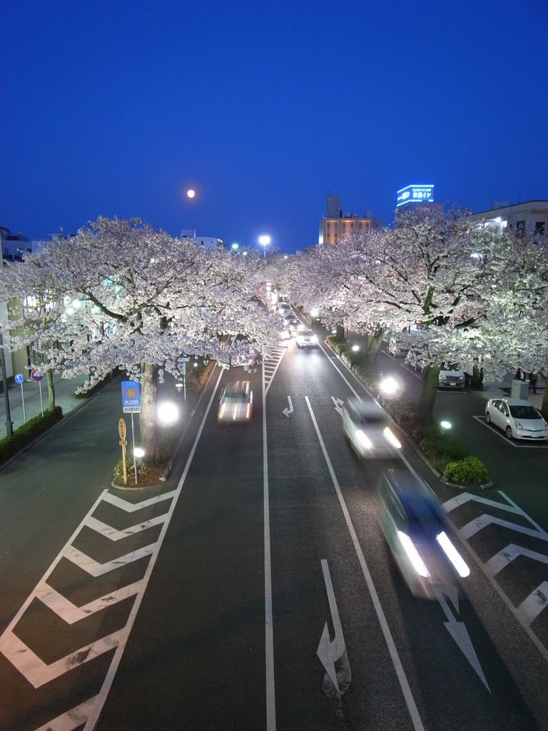 満月と桜