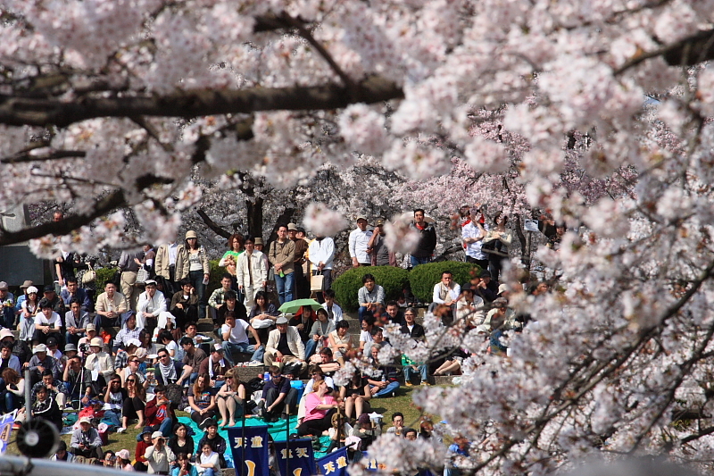 天童桜祭り