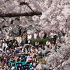 天童桜祭り