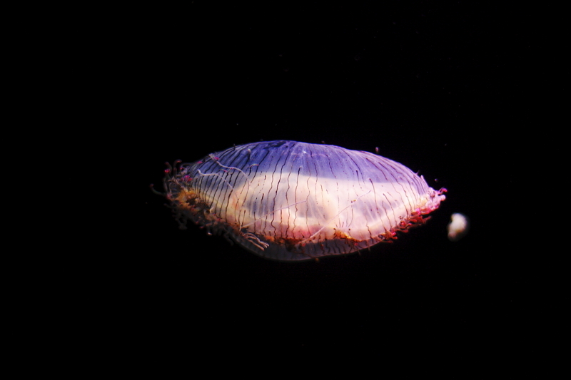 宇宙生物
