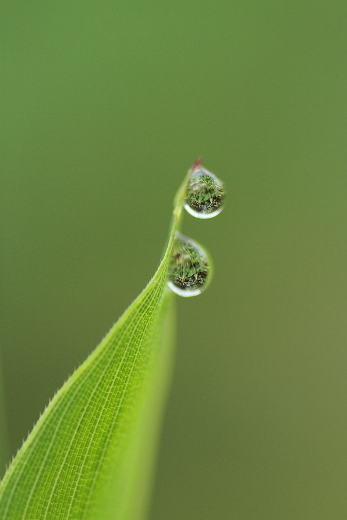 春雨