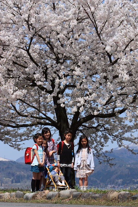 桜の木の下で