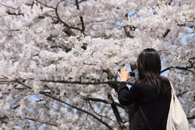 満開の桜に見とれる女性に見とれる私