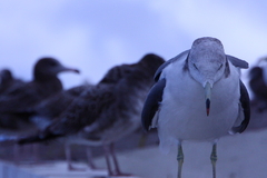 寒がりなカモメ君