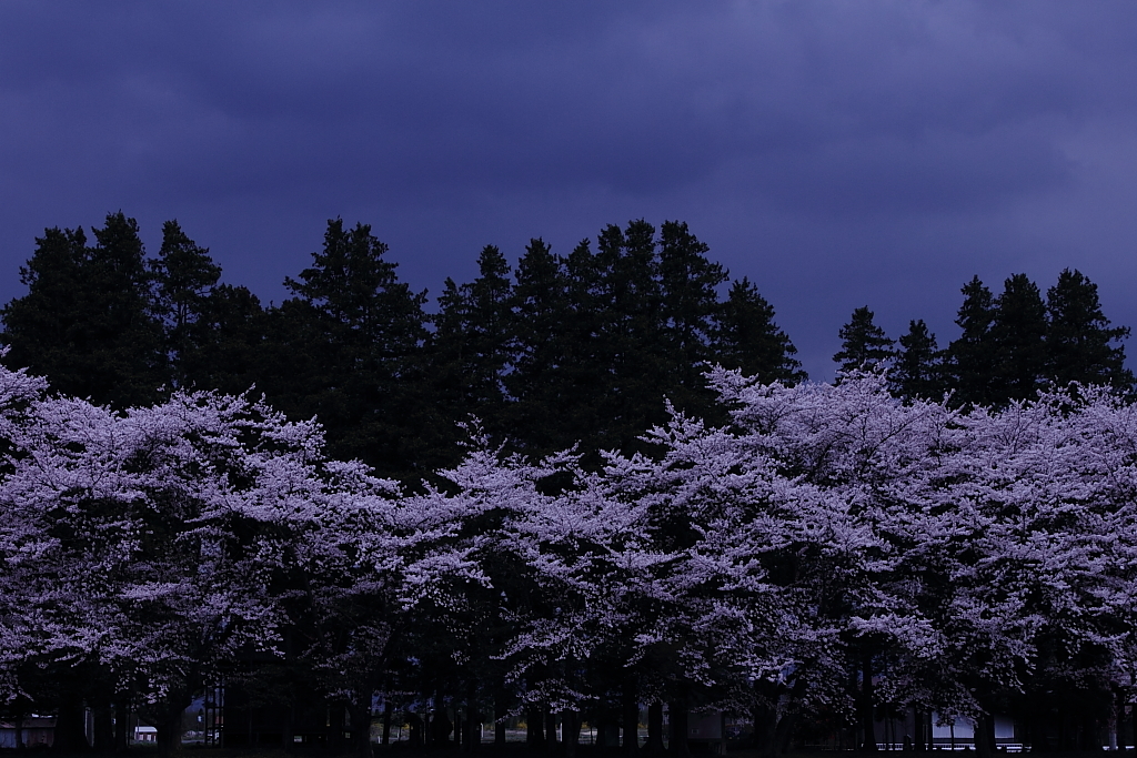 夜桜もどき