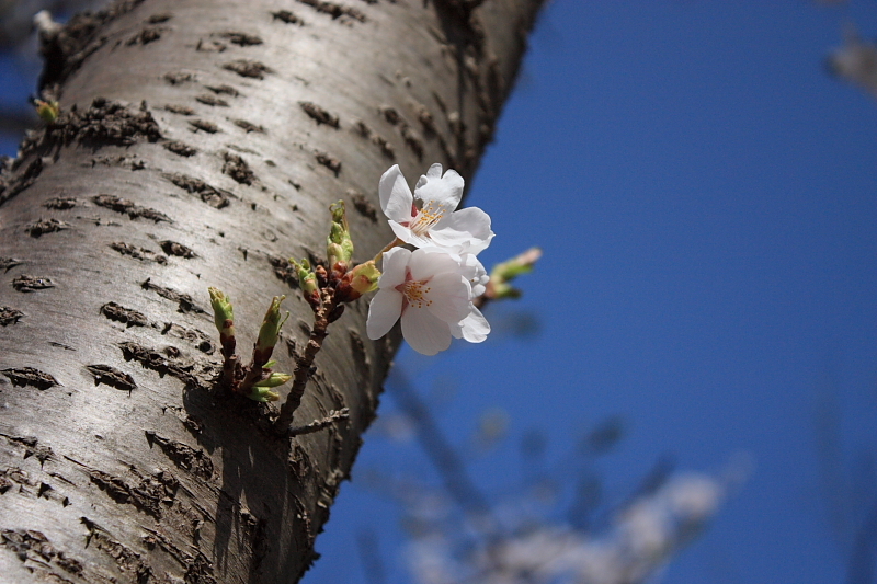 はぐれ桜